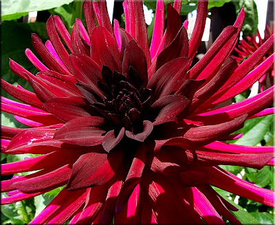 Red Cactus Dahlia Flower Picture
