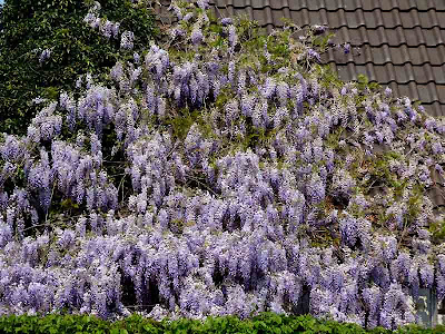 Buddhist Wisteria