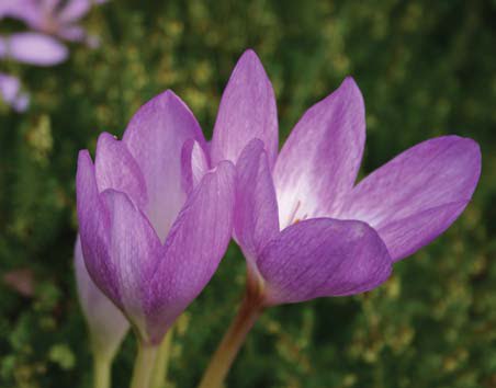 [crocuses.bmp]