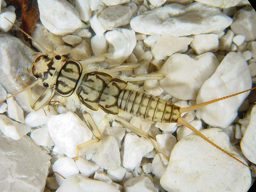[i03_larva_Plecoptera.jpg]
