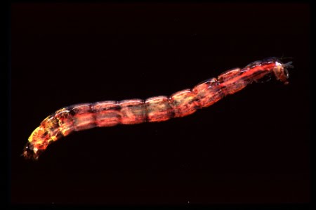 [fc.chironomid.lind.jpg]