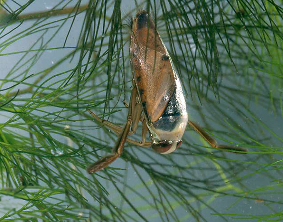 [i15_Notonecta_glauca.jpg]