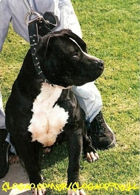 Black Nose Pit
