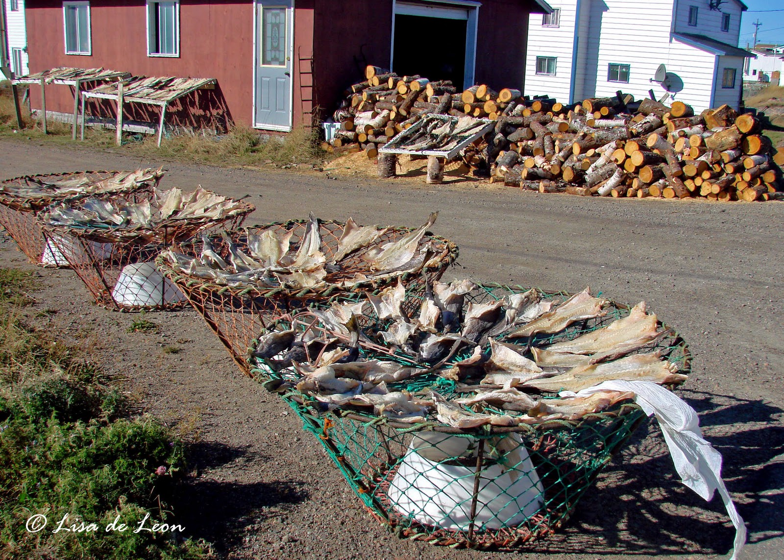 Birding with Lisa de Leon Fogo Island September 2010