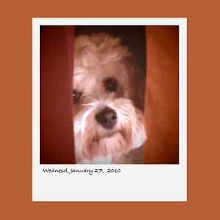 dog, Havanese, iPhone polaroid