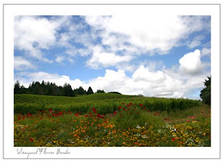 wine country, vineyards, Sonoma, Napa, canvas wrapped giclee print