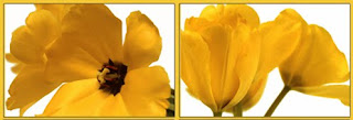 flowers, yellow tulips, canvas wrapped print