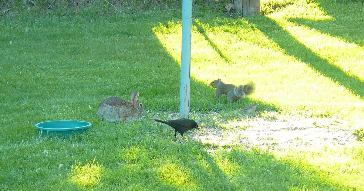Phos Graphis the bunny and the squirrels and birds all get along together.....