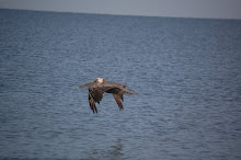 pelikanen vliegen af en aan