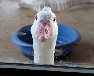 Goose Puppet