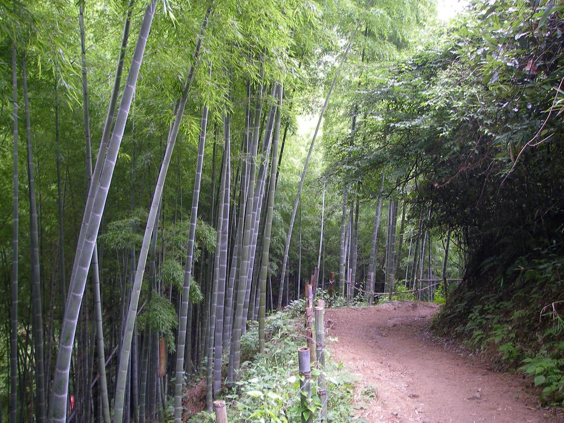 [bambu+camino+lago+muro3.JPG]