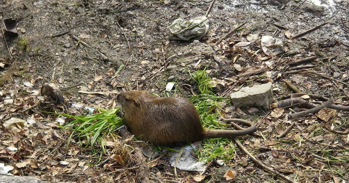 日本から色々な思い出 ネズミじゃなくて ヌートリアだ No Es Una Rata