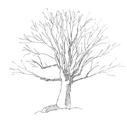 maple tree drawing heath s drawing with paint drawing trees maple tree drawing heath s drawing with paint drawing trees