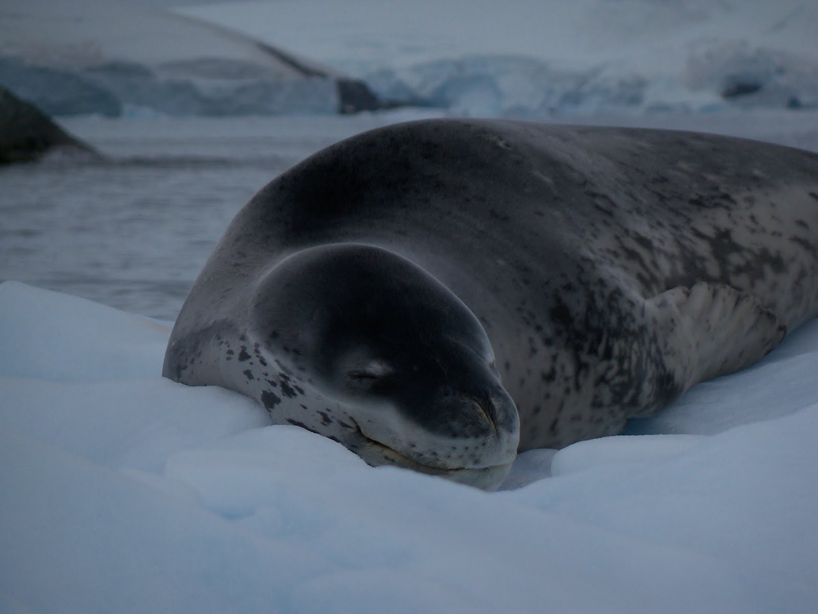 [Almirante+Brown+(Anarctic+Peninsula)-Mainland+009.jpg]