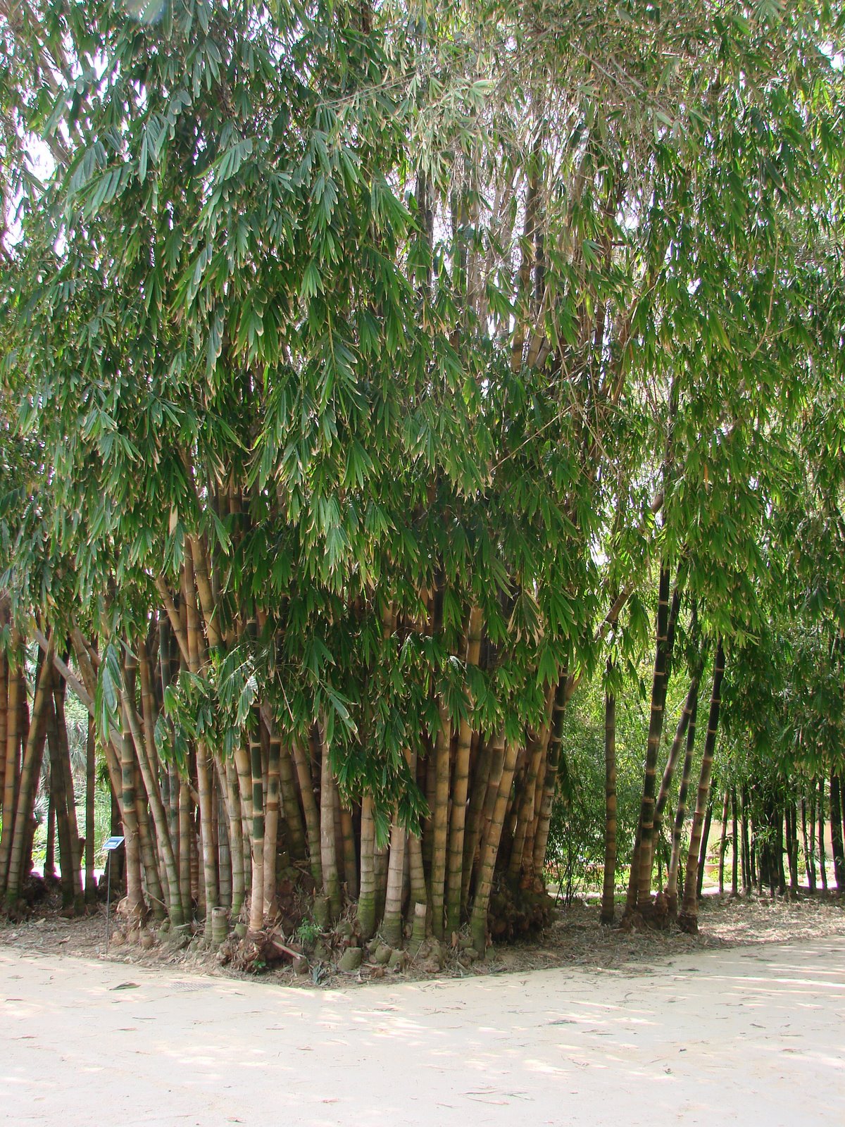 [DSC07575.JPG]