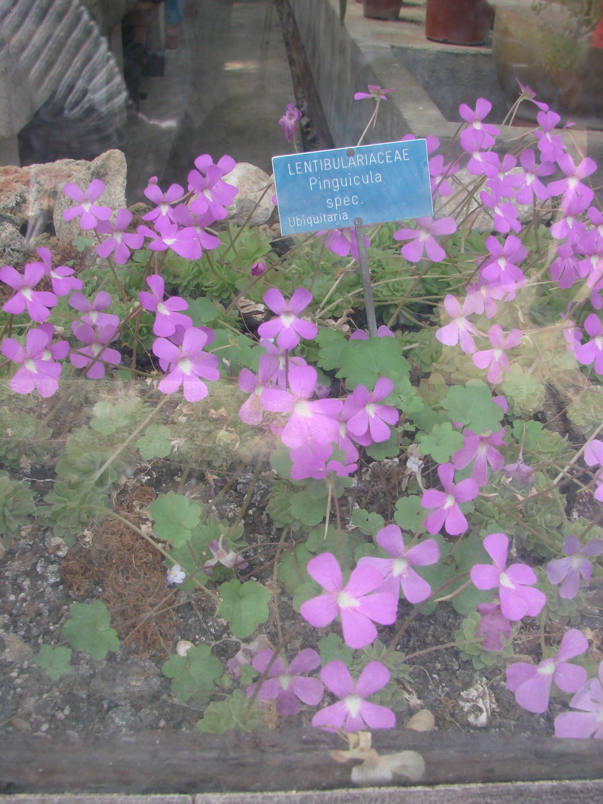 [DSC07594.JPG]
