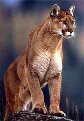 [puma.jpg]