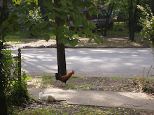 Wood Street Rooster