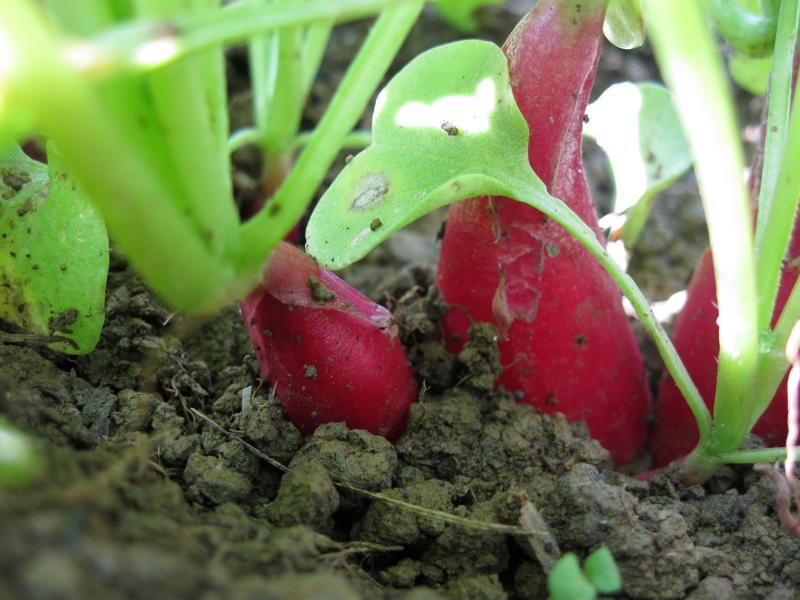 In Season Root Vegetable Bliss (a)Musing Foodie