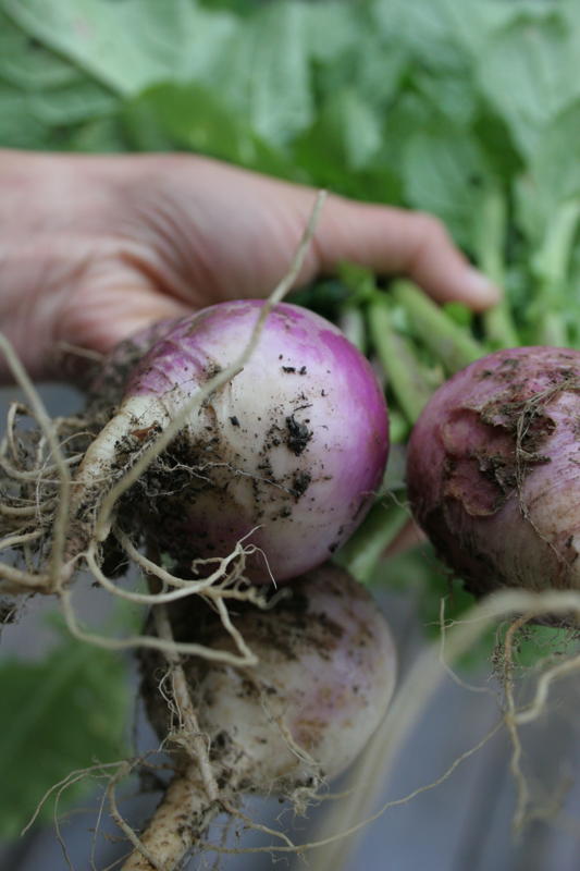 In Season Root Vegetable Bliss (a)Musing Foodie