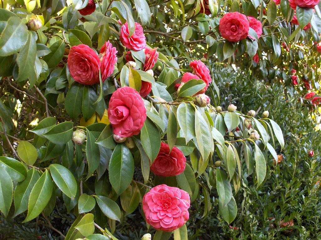 [HPIM8909_Medium.JPG]