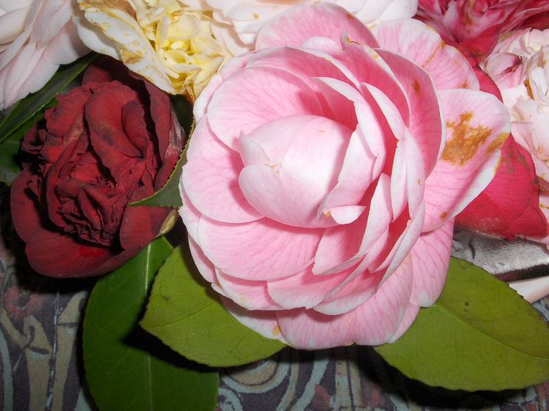 [PHPIM8911+(Medium).JPG]