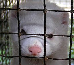 Fur Factory Farming