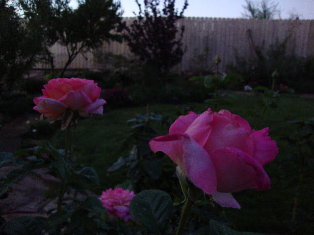 The Twilight Garden