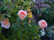 Royal Wedding Rose ~ Floriferous and Fragrant