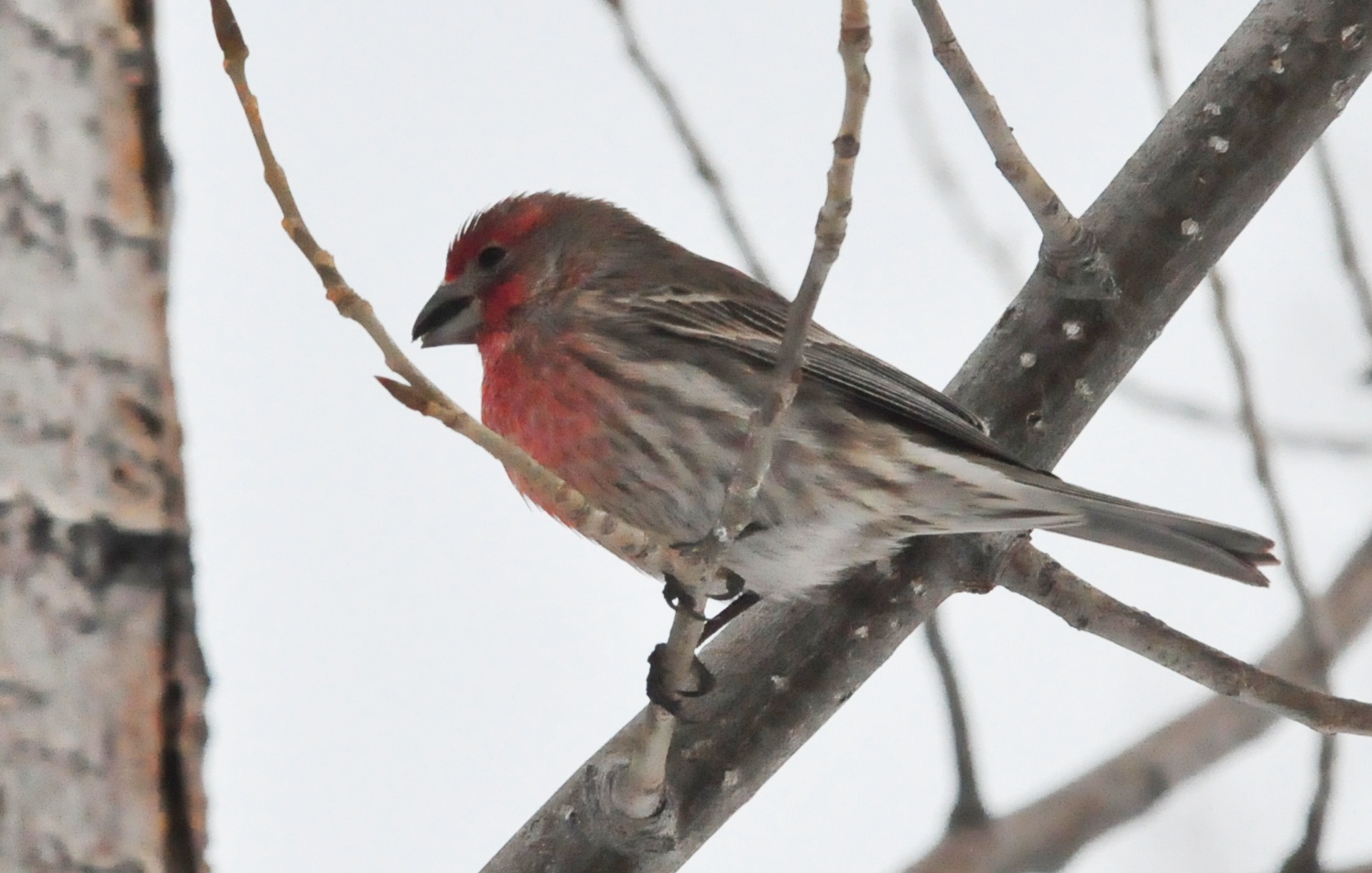Bill Schiess' Wild in Idaho Experiences and Essays of Life Backyard