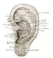 En la oreja existen puntos auriculares de todos los organos y funciones.