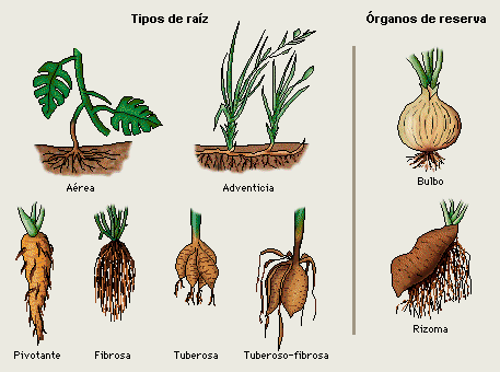 Tipos De Raiz