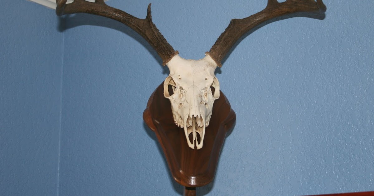 Wild Ed's Texas Outdoors European Skull Mounts the Texas Way