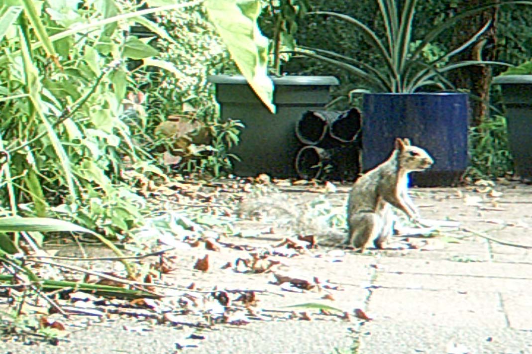 Backyard Pond Plant Eating Squirrel