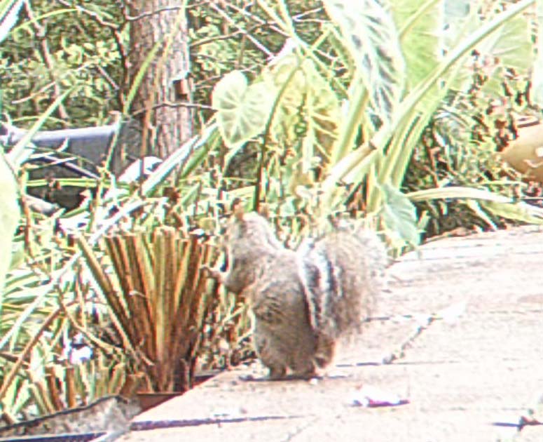 Backyard Pond Plant Eating Squirrel Redux