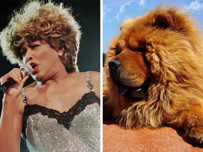 Funny - Similarity Between Celebrities And Animals