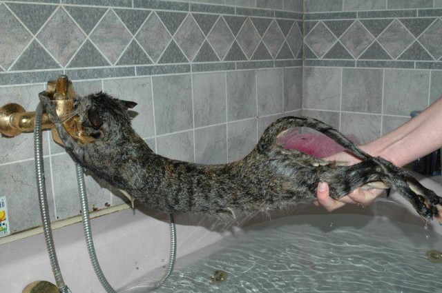 [cat178.jpg]