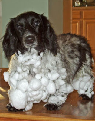 long haired dachshund. long haired dachshund mix.