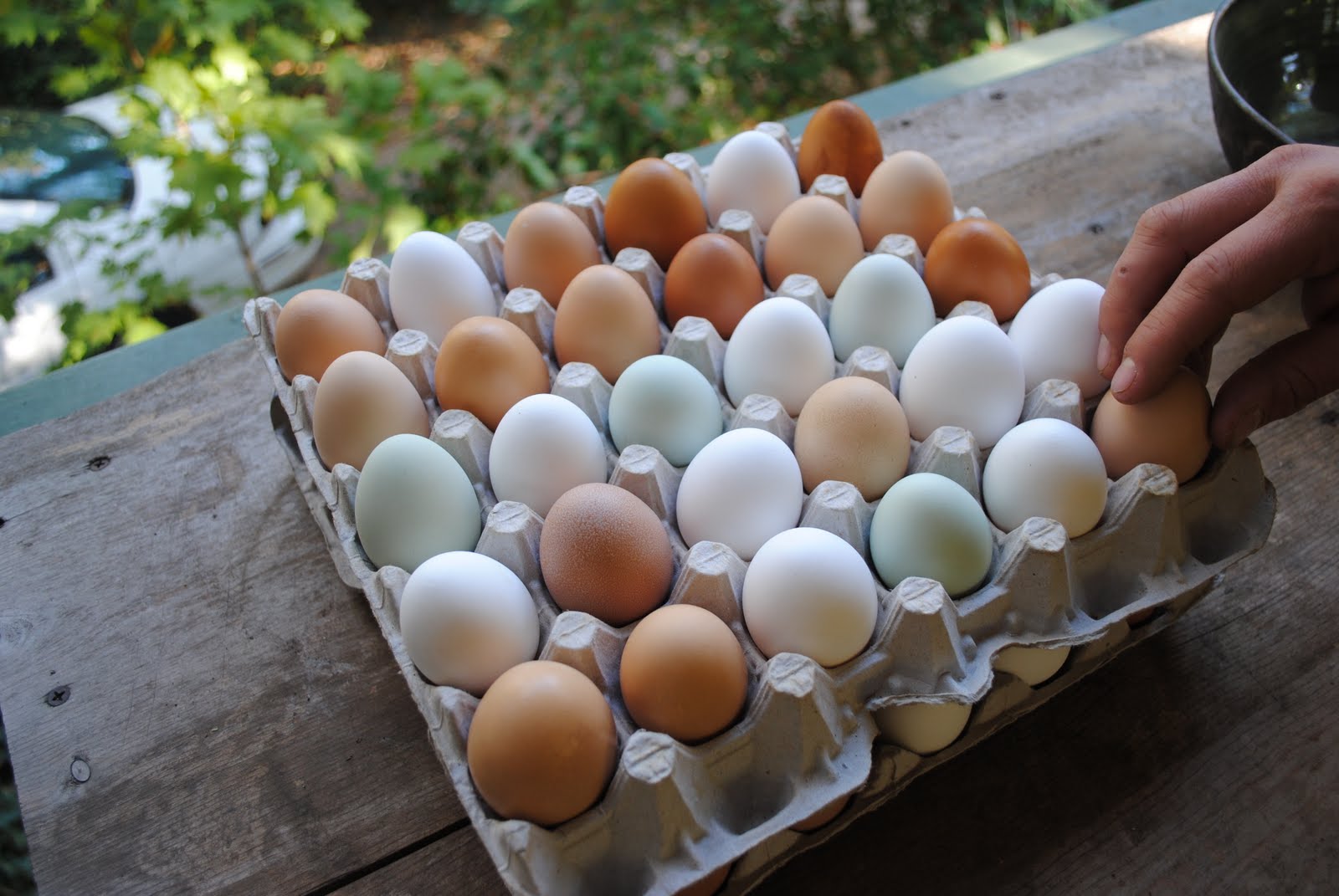 Ecotone 2010 Egg Count