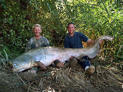 Giant Catfish Images