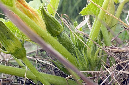[courgettes.jpg]