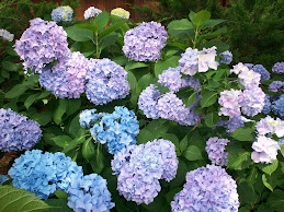 Multi-hued hydrangea