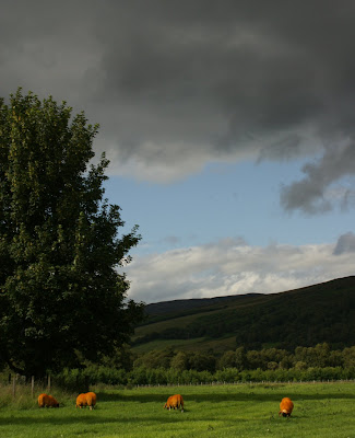Photograph of orange sheep in Highland Perthshire, Scotland.