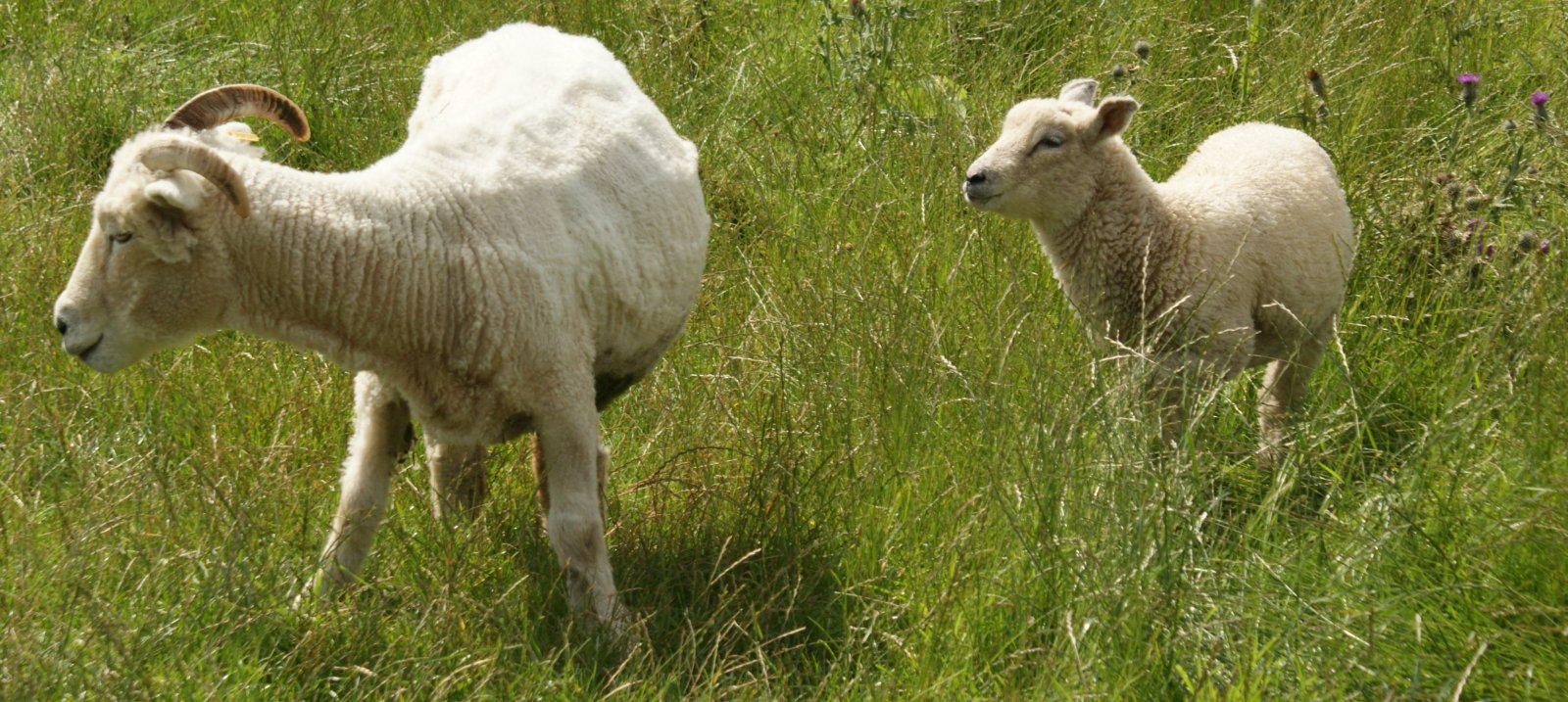 [August+3rd+Photograph+Sheep+Kinnoull+Hill+Scotland.jpg]