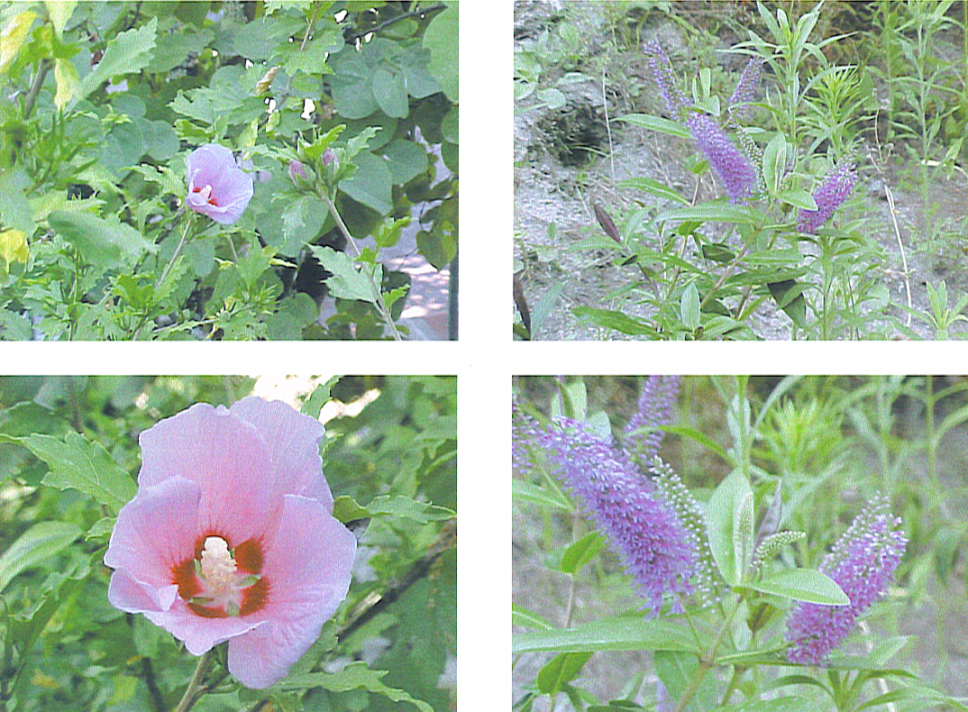 [FLORES+ROSA+3.jpg]