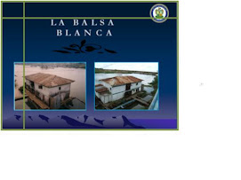 BALSA BLANCA