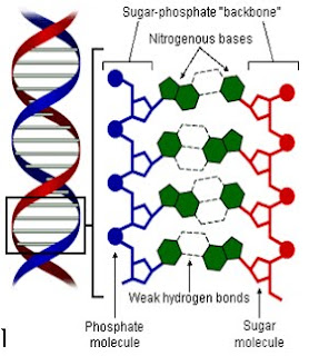 ملف شامل عن : علم الاحماض النووية ( DNA )  1