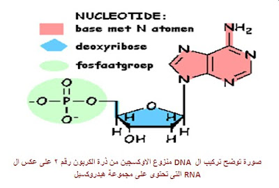 ملف شامل عن : علم الاحماض النووية ( DNA )  2