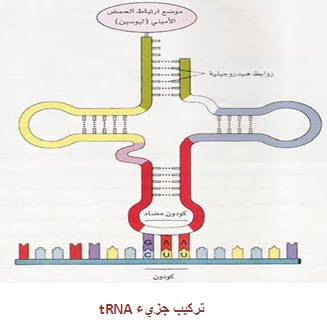 ملف شامل عن : علم الاحماض النووية ( DNA )  7