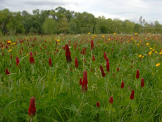 Campo con flores.